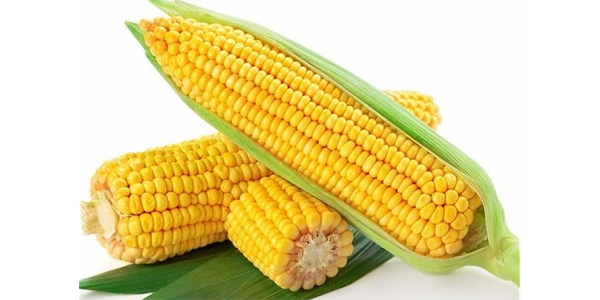 玉米0